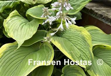 Hosta Dino